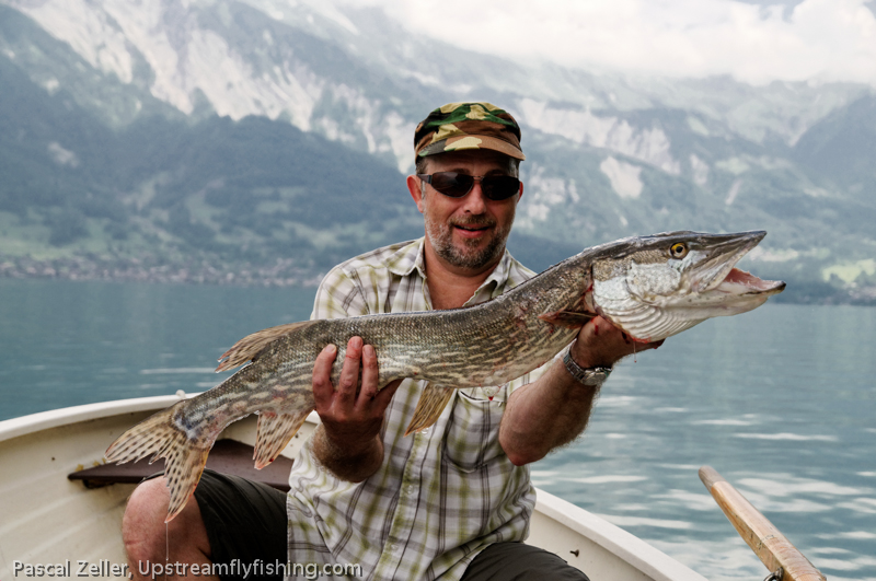 Pike fishing in Switzerland, pike on a fly